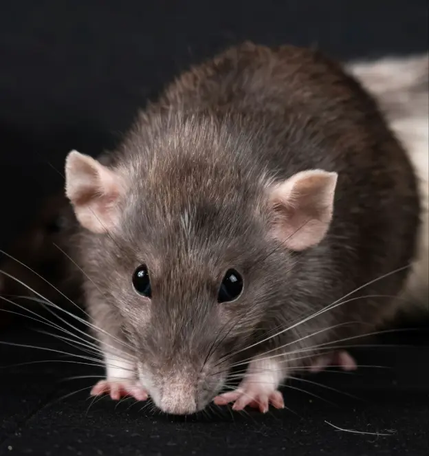 The Citrus Heights guide to sealing out autumn roof rats and mice